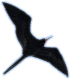 Frigate Bird